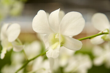 Natural flowers inflorescences close up