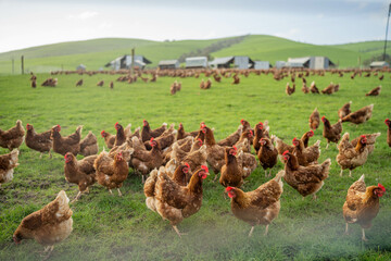 free range chicken farm with chook tractors on a regenerative agricultural australian farm in spring with poultry