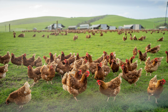 free range chicken farm with chook tractors on a regenerative agricultural australian farm in spring with poultry