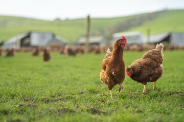 free range chicken farm with chook tractors on a regenerative agricultural australian farm in spring with poultry