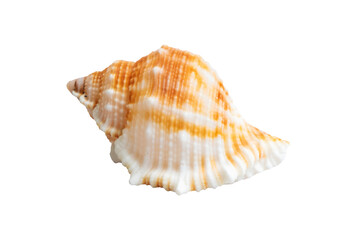 sea shell isolated on white