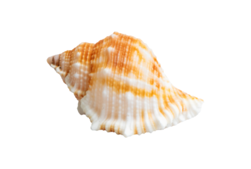 sea shell isolated on white