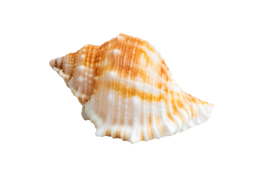 sea shell isolated on white