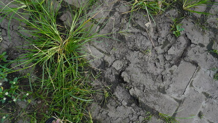 A close-up of green grass sprouting amidst dry, cracked soil, symbolizing resilience and the power of nature. This visually striking image is perfect for advertising campaigns 