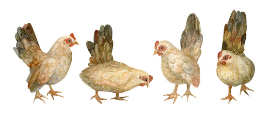Set of four cozy healthy hen, chickens. Hand drawn in watercolor. Retro, village, eco, traditional, organic, sustainable, natural, rustic vibe. Ideal for stylish Easter decoration.