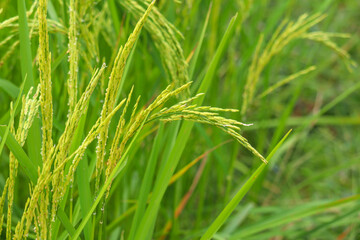 Closeup green ear of rice in the field