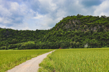Green​ rice​ field mountain​ and and blue​ sky view.