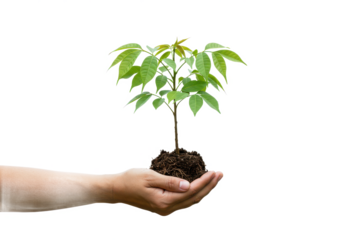 Tree plant in hand, isolated on white background, no depth of field, sharp