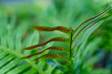 Fern spores