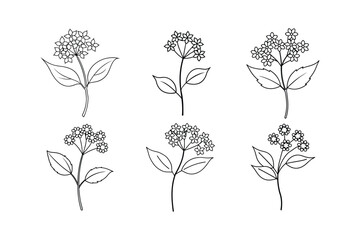 Elderflower (Sambucus nigra) design, labeled line art vector illustration