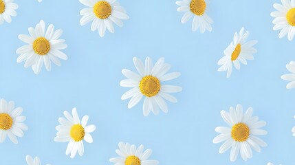 Obraz premium Daisy on light blue background.