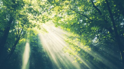 Obraz premium Sunlight Piercing Through the Lush Forest Canopy: A Serene Nature Escape