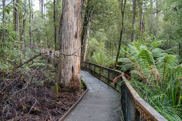 boardwalk in a national park in australia