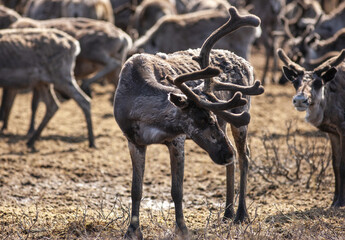 beautiful northern deer