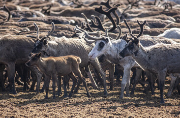 herd of deer summer molting