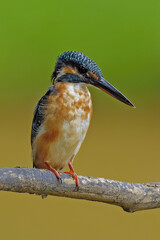 Common kingfisher  Alcedo atthis on a mossy branch 