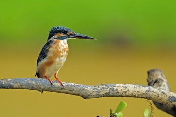 Common kingfisher  Alcedo atthis on a mossy branch 