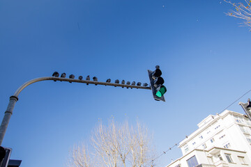 pigeon flock on the traffic light in the city