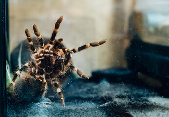 Big spider in a terrarium close-up. Acanthoscurria geniculata. Phobia concept. Toxic poison. Brazilian large size tropical animals. Blaptica dubia. High quality