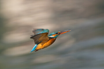 Common Kingfisher in the flight. The common kingfisher (Alcedo atthis) is a small and colorful bird known as the Eurasian or river kingfisher.
