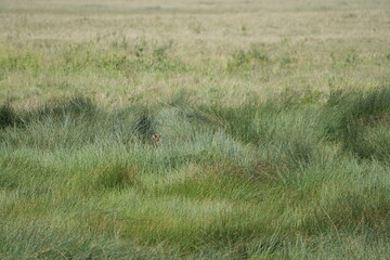 Cheetah Cub in Hiding – Serengeti Grasslands Reveal a Watchful Eye