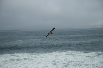 아름답게 비행을 하는 새
