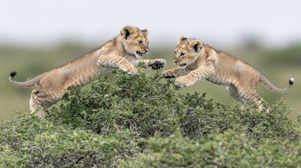 Fototapeta premium Playful lion cubs jumping on bush african savanna wildlife photography natural habitat close-up perspective
