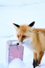 Red fox in snowy landscape