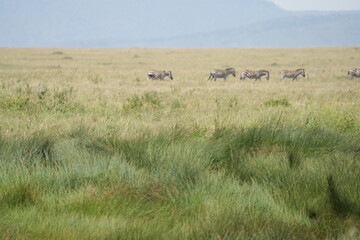 Obraz premium herd of zebras tracking over the serengeti plains in the serengeti national park in tanzania