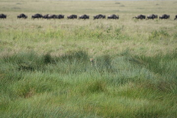 herd of buffalo roaming through the serengeti national park, while a cheetah with their cubs chills...