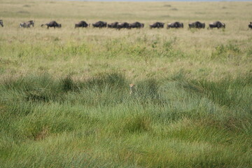 herd of buffalo roaming through the serengeti national park, while a cheetah with their cubs chills...
