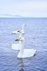 Swans swimming in a tranquil lake with mountains.