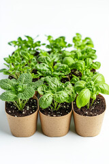 Naklejka premium Fresh basil and mint plants in biodegradable pots on white background 