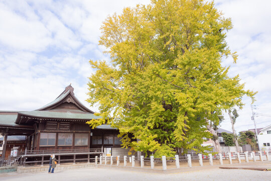 a big ginkgo tree with yellow and green leaves in shinto shrine in chiba
