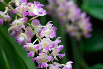 closeup pink orchid flower in full bloom, blury background