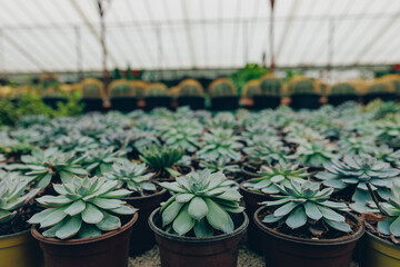 Succulent plants in greenhouse with natural light and lush foliage