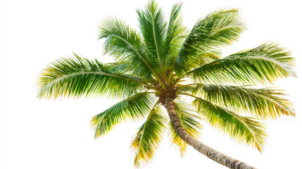 A vibrant tropical palm tree isolated on a white background