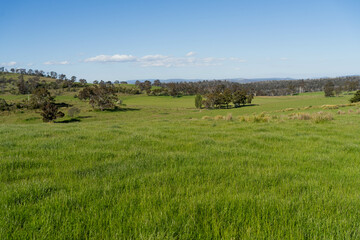 Fototapeta premium green grass in a field on a farm with gum trees practicing regenerative agriculture and growing crops