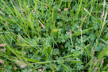 green grass in a field on a farm with gum trees practicing regenerative agriculture and growing crops