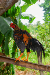 Majestic Asian Rooster in the Open Nature