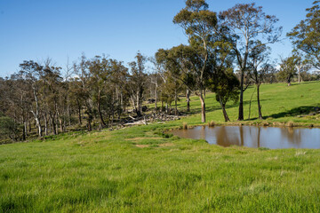 green grass in a field on a farm with gum trees practicing regenerative agriculture and growing crops