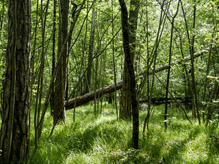 Trees in a forest in the late afternoon light