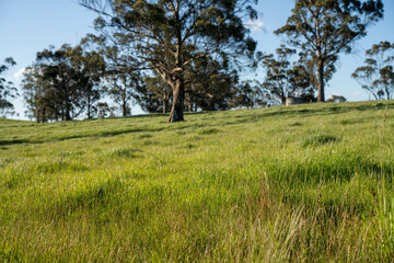 green grass in a field on a farm with gum trees practicing regenerative agriculture and growing crops