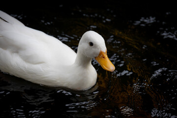 solitary white duck glides peacefully across a dark pond. Its white feathers contrast beautifully