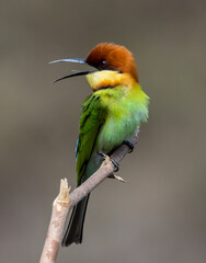 Chestnut-headed Bee-eater on the branch close up shot.