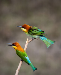 Chestnut-headed Bee-eater on the branch close up shot.