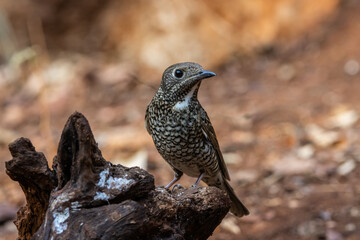 White-throated Rockthrush (female) animal portrait close up shot.