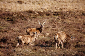 Deers roam freely in the moorlands of Scotland during the golden hour providing a glimpse of wildlife in its natural habitat