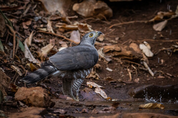 Crested Goshawk on the ground animalportrai close up shot.