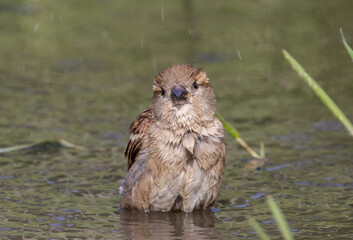 Naklejka na ściany i meble House Sparrow playing in a puddle on the floor along the walkway.